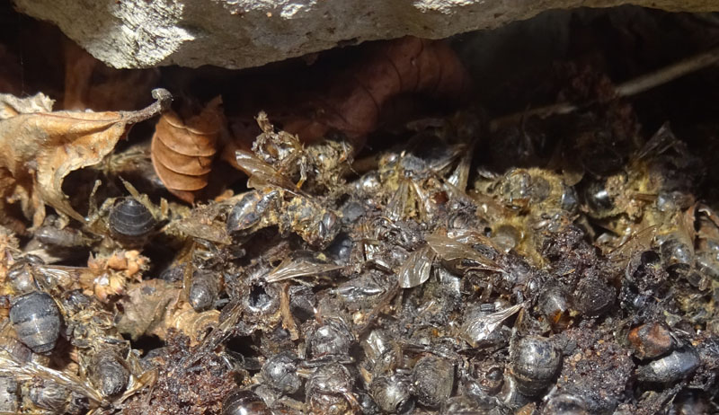 tutte morte (Apis mellifera)..........perch ?
